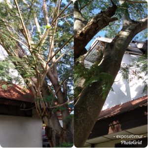 Pohon Tua di Kompleks Damkar Sinjai Rawan Tumbang
