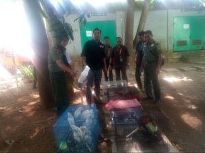 43 Ekor Satwa Dilindungi Berhasil Diamankan Balai Gakkum LHK Sulawesi