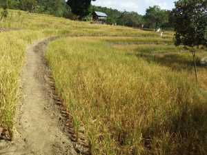 Terancam Gagal Panen, petani Desa Pattongko Harap Perhatian Pemerintah