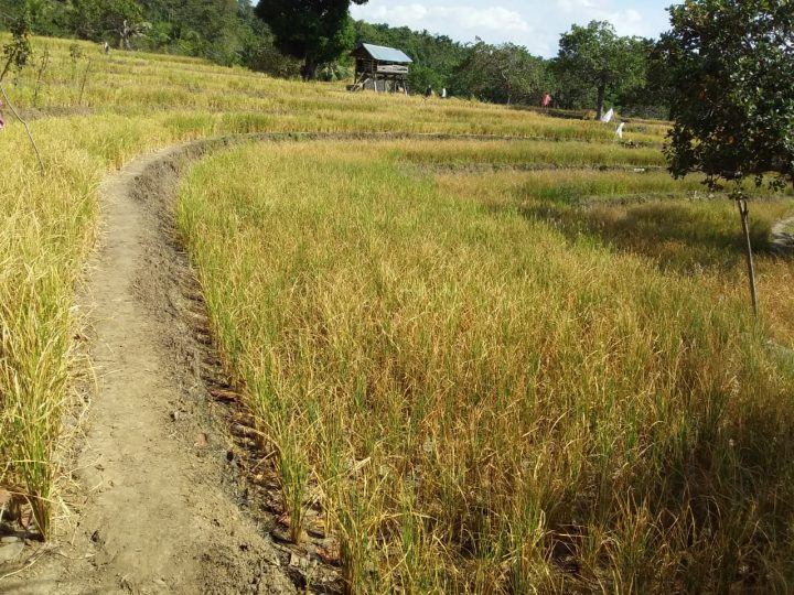petani terancam gagal panen