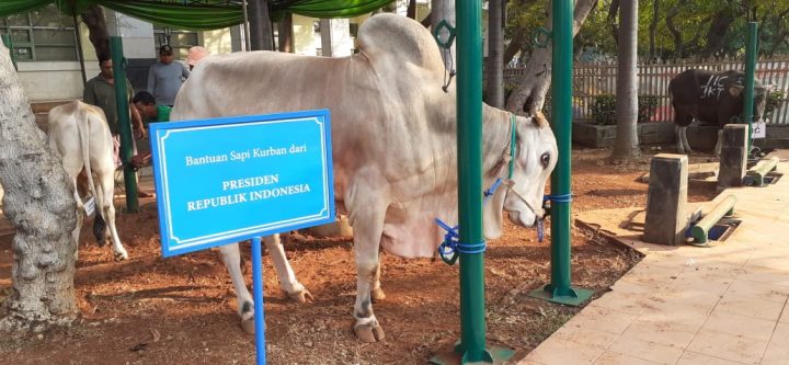 tiga tokoh nasional berqurban di jic