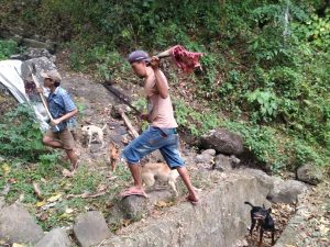 Dipimpin Kadesnya, Warga Desa Baru Kompak Berburu Babi