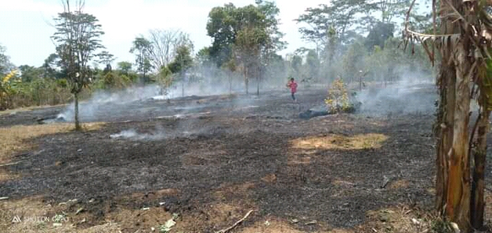 Lahan Cengkeh Warga Parukku Alami Kebakaran