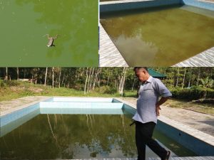 Miris! Hanya Katak Yang Berenang di Wisata Kolam Renang Desa Salassae