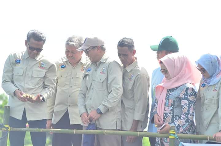 Panen Udang Windu Bersama Bupati, Gubernur Dorong Bangkitnya Budidaya Udang di Pinrang