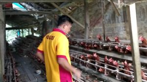 Mendukung Program Ketahanan Pangan Nasional, Aiptu Justan Memelihara Ayam Petelur
