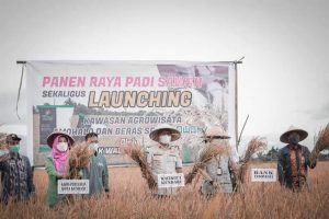 Wali Kota Kendari Lakukan Panen Raya Sekaligus Melaunching Kawasan Agrowisata Amohalo dan Beras Owoha