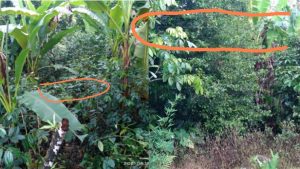 2 Meter Dari Tanah, Kabel Listrik Di Dusun Mallenreng Bahayakan Pemilik Kebun