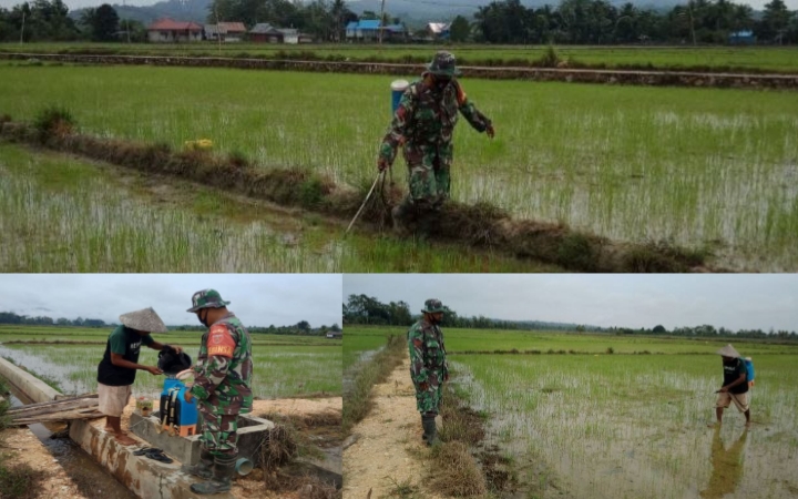 Babinsa Kodim Kendari Bantu Petani Jaga Kesuburan Tanaman Padi