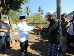 Bupati Mabar Serahkan Hewan Qurban Bagi Warga Muslim di Lembor Selatan