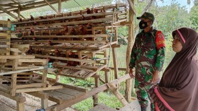 Motivasi UMKM Warga, Babinsa Lainea Sambangi Dengan Peternak Ayam Ras Petelur di Wilayahnya