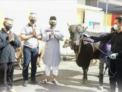 Rayakan Idul Adha 1442 H, Polrestabes Makassar Berkurban 19 Ekor Sapi