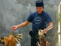 Hari Lebaran Idul Adha, Pelaku Judi Sabung Ayam Berhamburan Digrebek Polsek Manggala