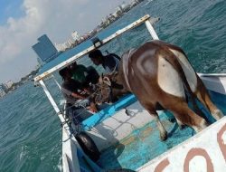 Seluruh OPD Berkurban, Plt Gubernur Sulsel Kirim Sapi Ke Pulau Lae Lae
