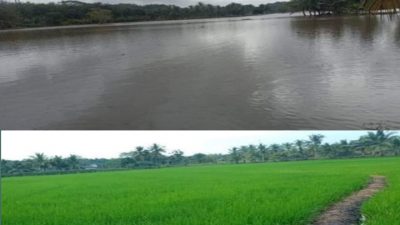 Hujan Deras, Puluhan Hektar Sawah Milik Masyarakat Manyampa terendam