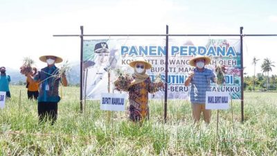 Panen Perdana Bawang Di Kalukku, Bupati Terkejut Omset Panen Capai Puluhan Juta
