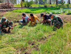 Dukung Hanpang di Perbatasan, Satgas Pamtas Sektor Timur Panen Bawang