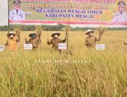 Lahan 360 Hektar Siap di Panen,Bupati Mesuji Apresiasi Petani