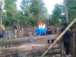 Lagi.!, Polisi Bakar Arena Judi Sabung Ayam Di Kecamatan Kindang