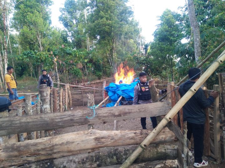 Tim Respati Polres Bulukumba membakar Arena Judi Sabung Ayam Di Kecamatan Kindang,