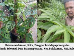 Melirik Budidaya Porang Dan Bunga Janda Bolong di Desa Balangpesoang