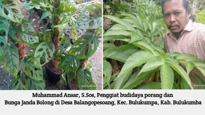 Muhammad Ansar, S Sos diantara Pohon Porang dan Janda Bolong