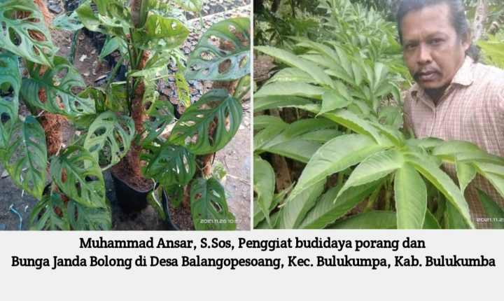 Muhammad Ansar, S Sos diantara Pohon Porang dan Janda Bolong
