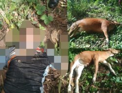 Seorang Pria Dan Dua Ekor Sapi Ditemukan Tewas di Kebun Warga di Herlang Bulukumba