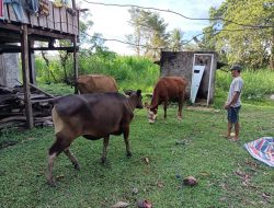 Polsek Kajang Berhasil Amankan 11 Ekor Sapi Hasil Curian Ditemukan Di 2 Lokasi Berbeda