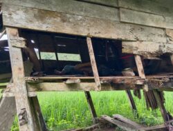 Personel Polsek Bulukumpa Evakuasi Sesosok Mayat Di Rumah Sawah Milik Warga