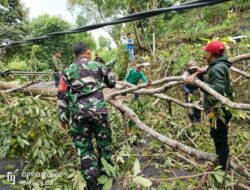 Babinsa Koramil Eremerasa Sigap Bantu Warga Bersihkan Ruas Jalan Akibat Pohon Tumbang