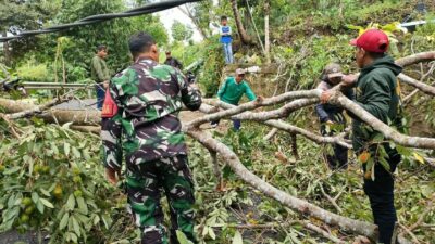 Babinsa Koramil Eremerasa Sigap Bantu Warga Bersihkan Ruas Jalan Akibat Pohon Tumbang