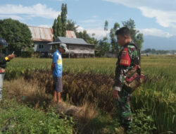 Tingkatkan Ketahanan Pangan, Babinsa Kodim 1410/Bantaeng Tinjau Sawah Milik Warga Binaan