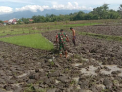 Babinsa Kodim 1410/Bantaeng Bantu Petani Warga Binaan Lakukan Pengolahan Sawah