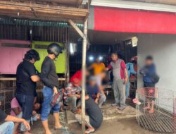Gerebek Lokasi Judi Ayam Bangkok Di Ela-Ela, Polisi Amankan Belasan Orang
