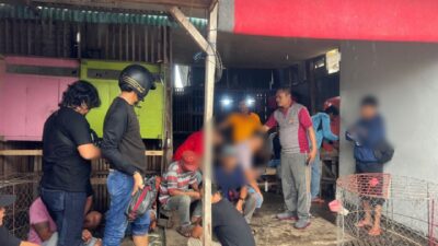 Gerebek Lokasi Judi Ayam Bangkok Di Ela-Ela, Polisi Amankan Belasan Orang