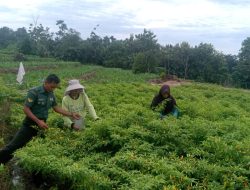 Tingkatkan Ketahanan Pangan, Babinsa Koramil 01/Bissappu Bantu Petani Cabai Memetik Hasil Panen