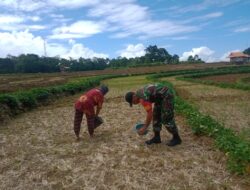 Wujud Kepedulian, Babinsa Kodim 1410 Bantaeng Bantu Petani Pupuk Jagung