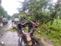 Aksi Gerak Cepat Babinsa Koramil 03/Tompobulu Bersama Masyarakat Bersihkan Pohon Tumbang