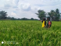 Babinsa Koramil 02/Eremerasa Dampingi Petani Dalam Kegiatan Perluasan Areal Tanam (PAT)