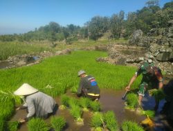 Babinsa Koramil 01/Bissappu Dampingi Petani Dalam Kegiatan Perluasan Areal Tanam