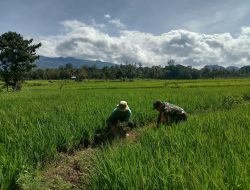 Dukung Ketahanan Pangan, Babinsa Kodim 1410 Bantaeng Laksanakan Pendampingan Perluasan Areal Tanam Padi