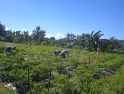 Babinsa Koramil 02/Eremerasa Dampingi Petani Merawat Tanaman Cabe Milik di Wilayah Binaan