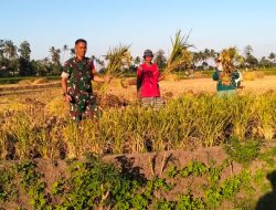 Sukseskan Ketahanan Pangan, Babinsa Koramil 01/Bissappu Bantu Petani Panen Padi