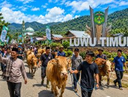 Ekonomi Masyarakat Lutim Menguat, Jumlah Hewan Qurban Idul Adha 1447 H Tembus 2.206 Ekor