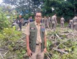 Pemkab Luwu Timur Intensifkan Penataan Pohon dan Infrastruktur Kota Malili, Wujudkan Kawasan Perkotaan yang Aman dan Asri